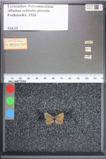 Media type: image;   Entomology 54111